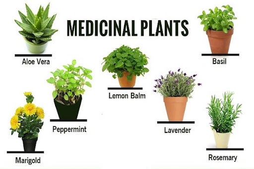 medicinal plants -1st year, semester 1 - faculty of pharmacy sinai university